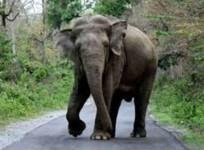 Elephants