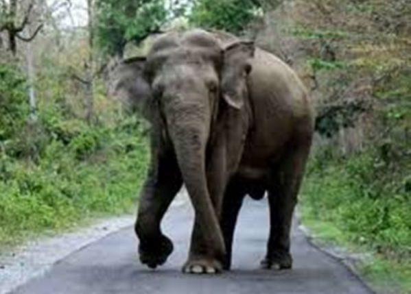 Elephants