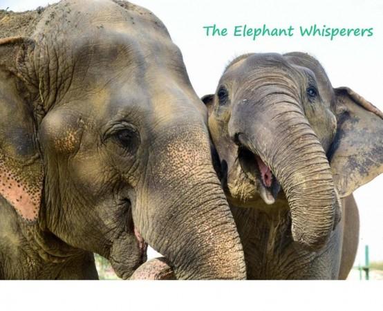 Short documentary film 'The Elephant Whisperers.' The Elephant Whisperers