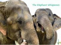 The Elephant Whisperers