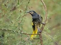 Most endangered birds in Australia.