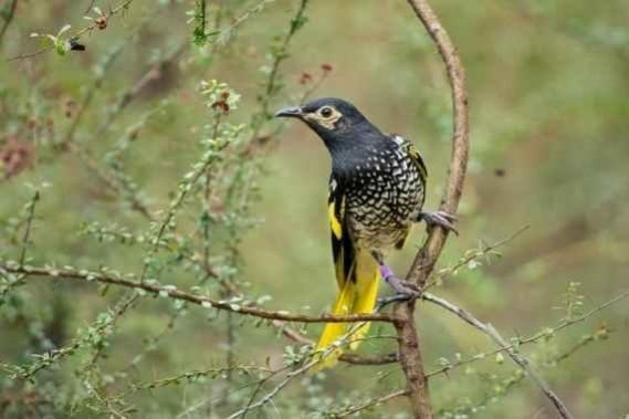 Photo provided by Australian National University (ANU) on Jan. 13, 2022 shows the regent honeyeaters, one of the most endangered birds in Australia. Most endangered birds in Australia.