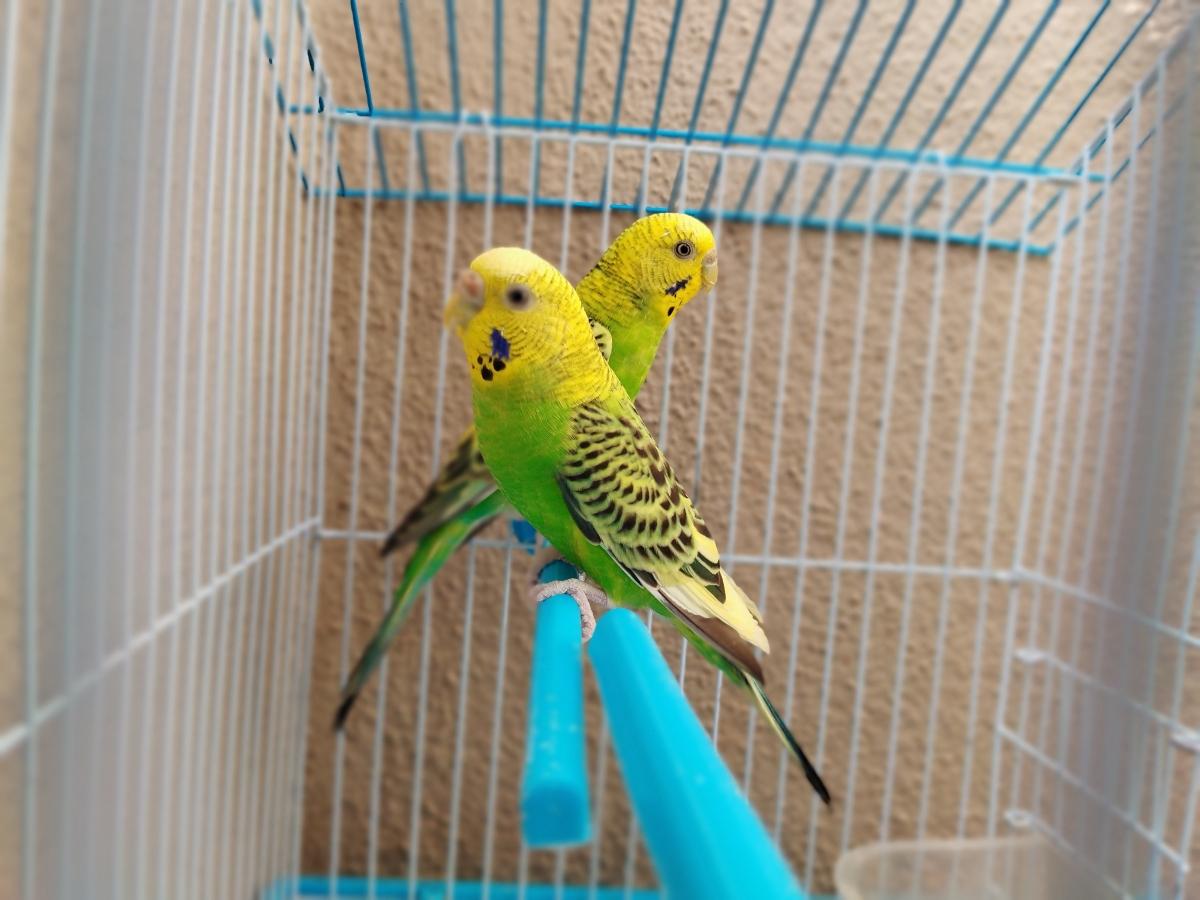 Shot on Poco X5: Portrait Shot on Poco X5