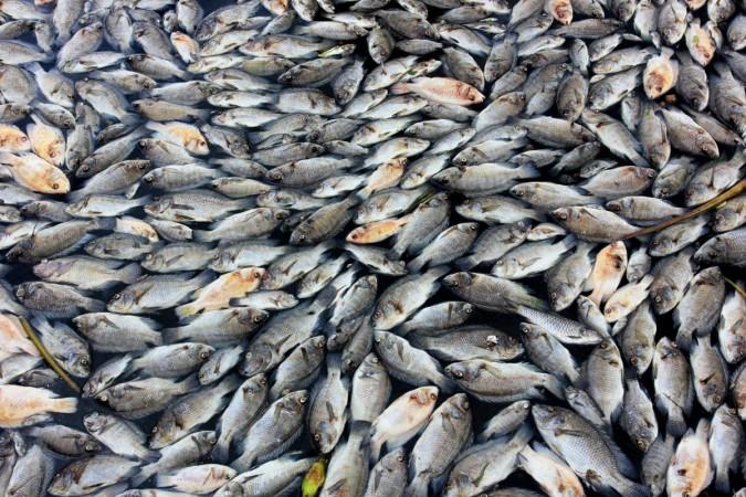Dead fish are seen floating on the waters of Maninjau lake in West Sumatra province, Indonesia, on Feb. 20, 2016. The mass death of the fish is apparently caused by a sudden change of weather condition, according to fishery officials.(File photo) Dead fish are seen floating on the waters of Maninjau lake in West Sumatra province, Indonesia, on Feb. 20, 2016.