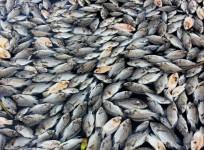 Dead fish are seen floating on the waters of Maninjau lake in West Sumatra province, Indonesia, on Feb. 20, 2016.