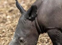 Australian zoo welcomes 1st southern white rhino calf.
