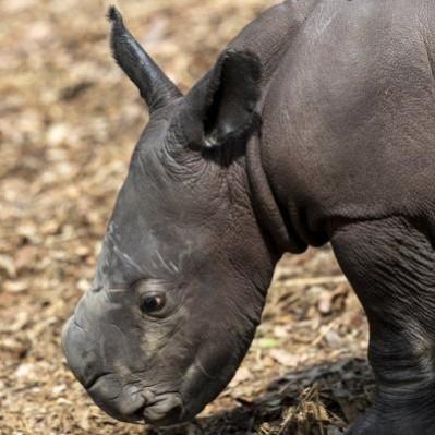 Australian zoo welcomes 1st southern white rhino calf. Australian zoo welcomes 1st southern white rhino calf.