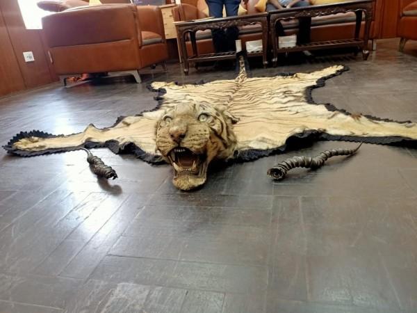 Royal Bengal Tiger Skin and pair of black buck antlers recovered by Kolkata customs. Royal Bengal Tiger Skin and pair of black buck antlers recovered by Kolkata customs.