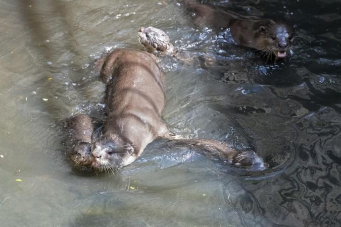 SINGAPORE, Jan. 10, 2019 (Xinhua) -- A trio of 6-week-old smooth-coated otter pups learn to swim in a storm drain near Singapore River on Jan. 10, 2019. This family of smooth-coated otters, comprising of three adults and three otter pups, made their home in urban city centre of Singapore. A trio of 6-week-old smooth-coated otter pups learn to swim in a storm drain near Singapore River on Jan. 10, 2019.