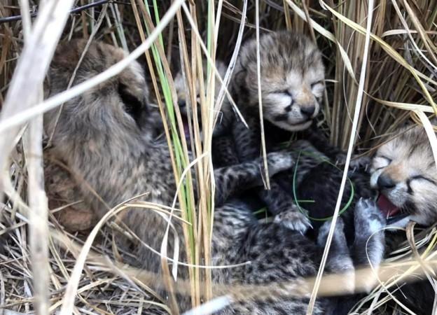 One of the Cheetahs who had translocated to India last year gave birth to four cubs at the Kuno National Park, in Madhya Pradesh One of the Cheetahs who had translocated to India last year gave birth to four cubs at the Kuno National Park, in Madhya Pradesh