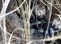 One of the Cheetahs who had translocated to India last year gave birth to four cubs at the Kuno National Park, in Madhya Pradesh