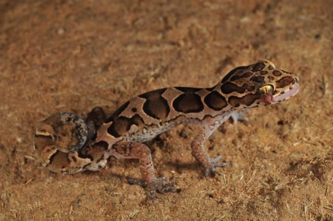 A new species of bent-toed gecko discovered in North Kerala. A new species of bent-toed gecko discovered in North KeralaA new species of bent-toed gecko discovered in North Kerala
