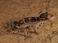 A new species of bent-toed gecko discovered in North KeralaA new species of bent-toed gecko discovered in North Kerala