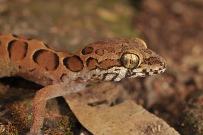 A new species of bent-toed gecko discovered in North Kerala. A new species of bent-toed gecko discovered in North Kerala.