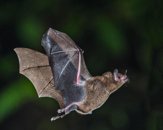 Bat