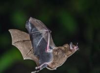 Bat