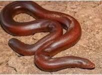 Red Boa snake