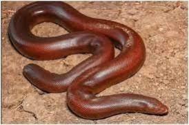 Red Boa snake Red Boa snake