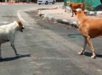 street dogs.