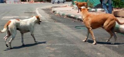 street dogs. street dogs.