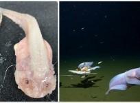 Guinness certifies deepest fish found by Japan-Australia team