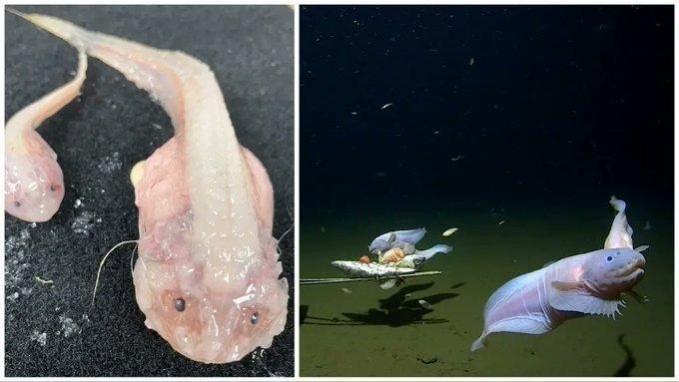 Guinness certifies deepest fish found by Japan-Australia team. Guinness certifies deepest fish found by Japan-Australia team