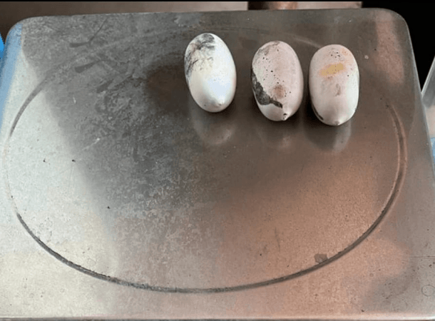 Man arriving from Riyadh hides 514 gms gold in rectum; caught by Hyderabad customs Man arriving from Riyadh hides 514 gms gold in rectum; caught by Hyderabad customs