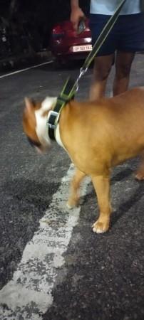 Pitbulls, German Shepherds spread terror in Noida-Gaziabad. Pitbulls, German Shepherds spread terror in Noida-Gaziabad.