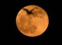 A full moon is seen in Nagaon district of India's northeastern state of Assam, Nov. 19, 2021.