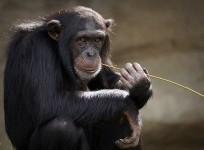 apes