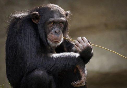 Representational Image apes