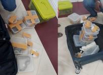 Woman held at Chennai Airport with 22 snakes