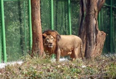 Lion Lion