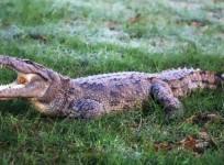 Crocodile