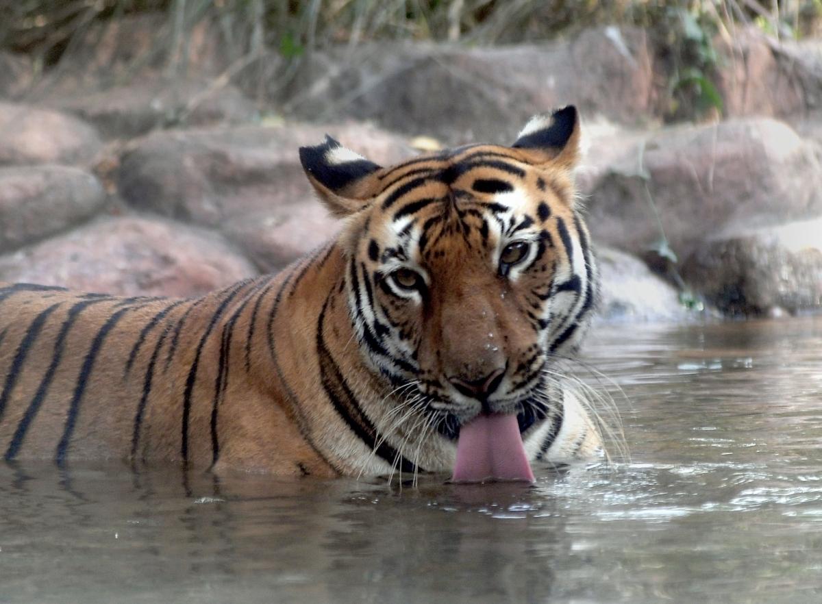 Tiger dies at Kaziranga National Park - IBTimes India