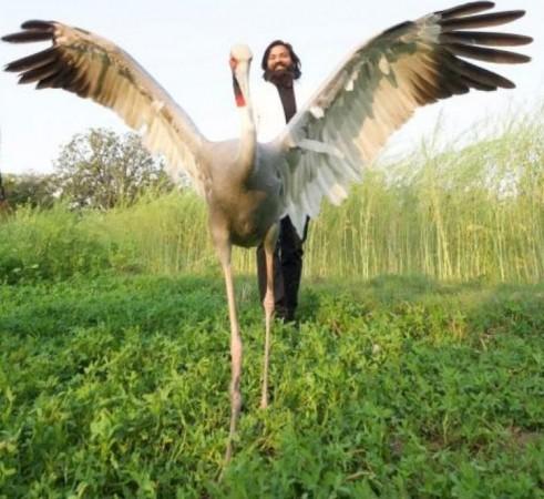 Arif's sarus Arif's sarus