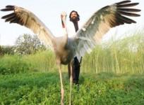 Arif's sarus