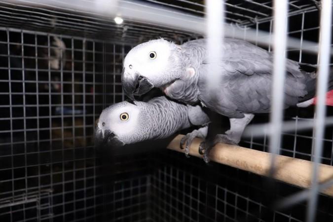 Birds