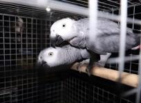 Birds