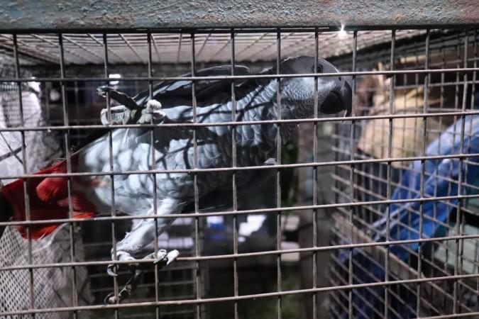 Grey Parrot Grey Parrot
