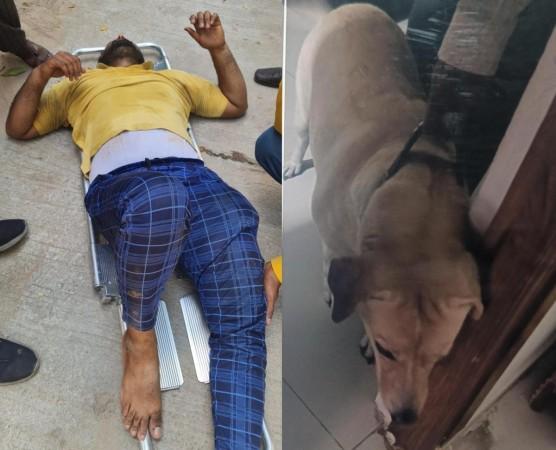 Hyderabad Municipal administration to take action against dog owners who do not tie their pets while delivery agents reach their homes dog vs delivery agent