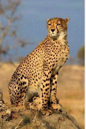African Cheetah who was given name as Uday died at KNP on Sunday. African Cheetah who was given name as Uday died at KNP on Sunday
