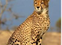 African Cheetah who was given name as Uday died at KNP on Sunday