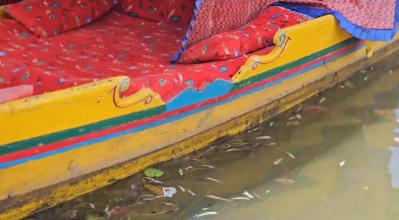Large mortality of fish in Kashmir's Dal lake worries locals, experts. Large mortality of fish in Kashmir's Dal lake worries locals, experts