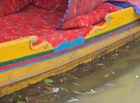 Large mortality of fish in Kashmir's Dal lake worries locals, experts