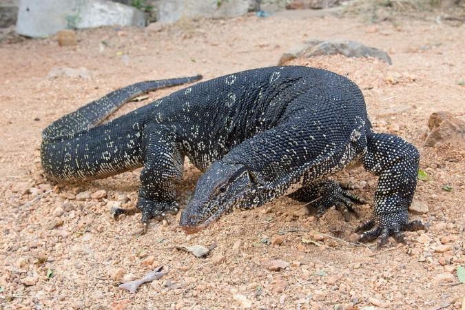 Monitor Lizard Monitor Lizard