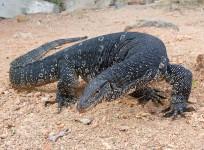 Monitor Lizard