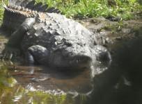 saltwater crocodile