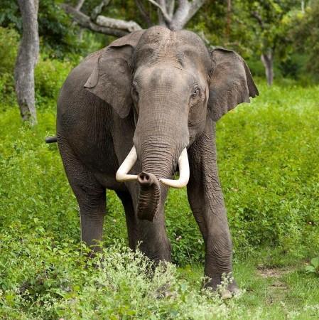 Elephant Elephant