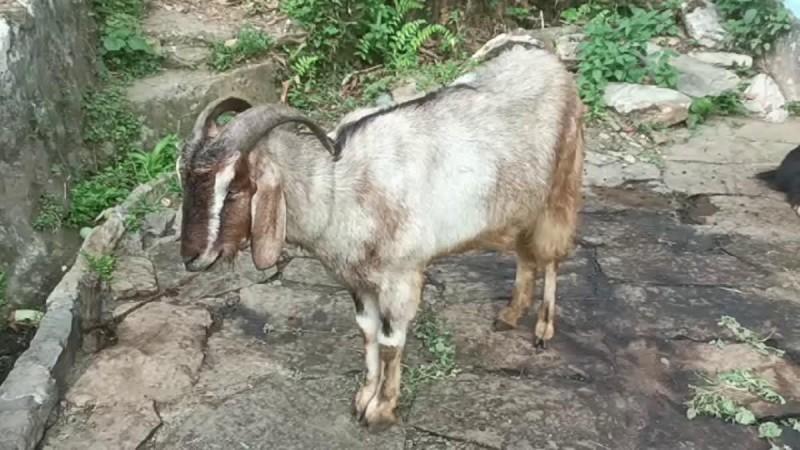 goats goats